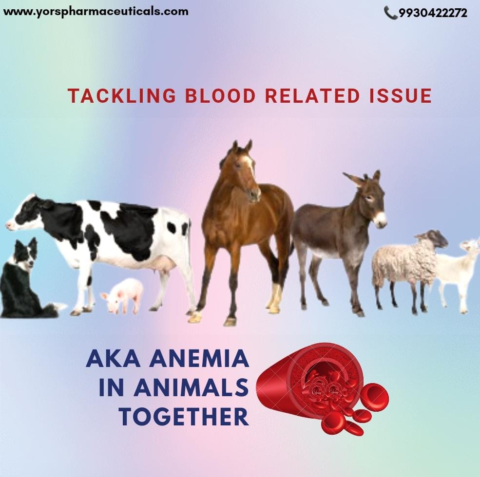 ANAEMIA IN LARGE ANIMALS- A CLINICAL ANALYSIS