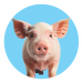 swine