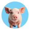 WhatsApp-Image-2020-06-30-at-2.41.38-PM-4-1-150×150 swine