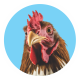 WhatsApp-Image-2020-06-30-at-2.41.38-PM-6-1-150×150 poultry