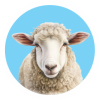 WhatsApp-Image-2020-06-30-at-2.41.38-PM-7-150×150 sheep